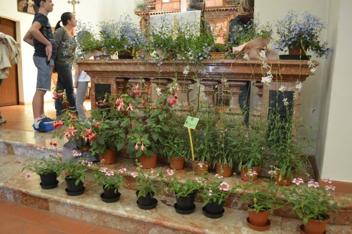 Santuario in Fiore Madonna dio  l sa Parabiago Nerviano  11 