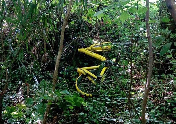 una ofo nel bosco