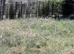 Al Parco di via Giotto erba alta 