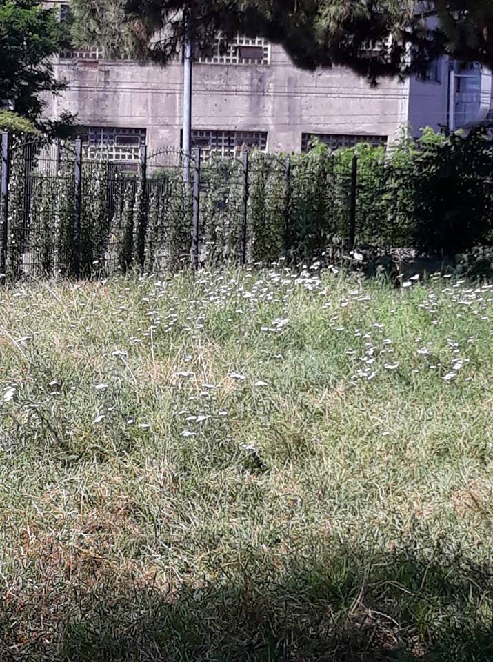 Al Parco di via Giotto erba alta 