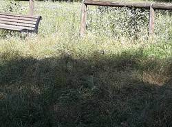 Al Parco di via Giotto erba alta 