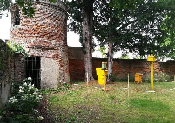 Api urbane a Lainate