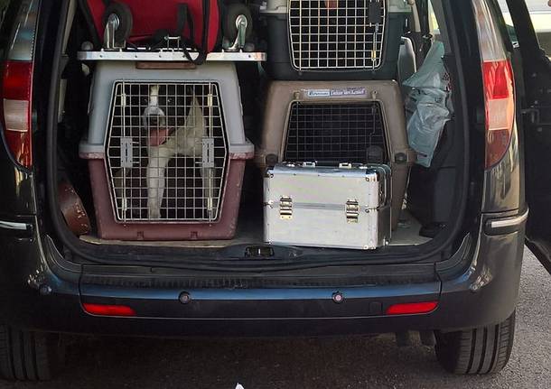 7 cani rinchiusi in una macchina senza acqua da Palermo per la Settimana Milanese del Cane a Rho Fiera