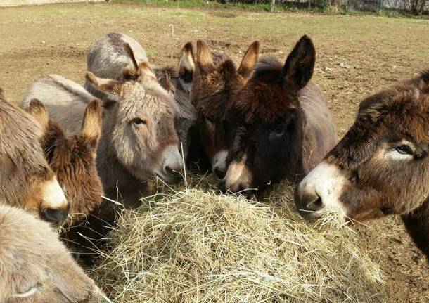 Il Raglio della Natura - passeggiata con gli asini dell\'Arca del Seprio