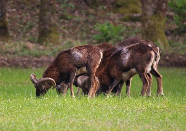 Le mandrie di animali selvatici del Luinese