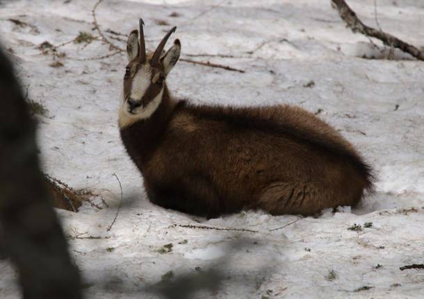 Le mandrie di animali selvatici del Luinese