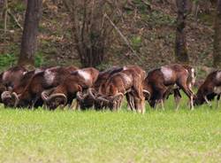 Le mandrie di animali selvatici del Luinese