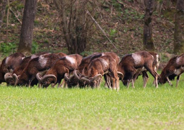 Le mandrie di animali selvatici del Luinese