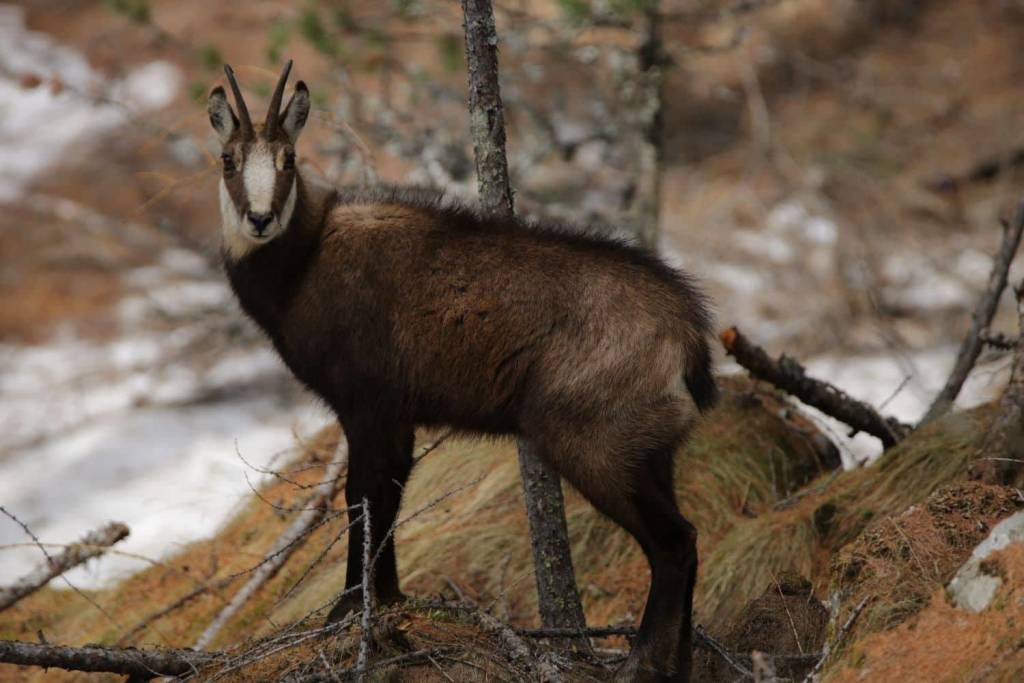 Le mandrie di animali selvatici del Luinese