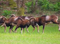 Le mandrie di animali selvatici del Luinese