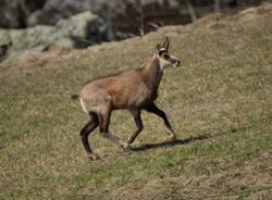 Le mandrie di animali selvatici del Luinese