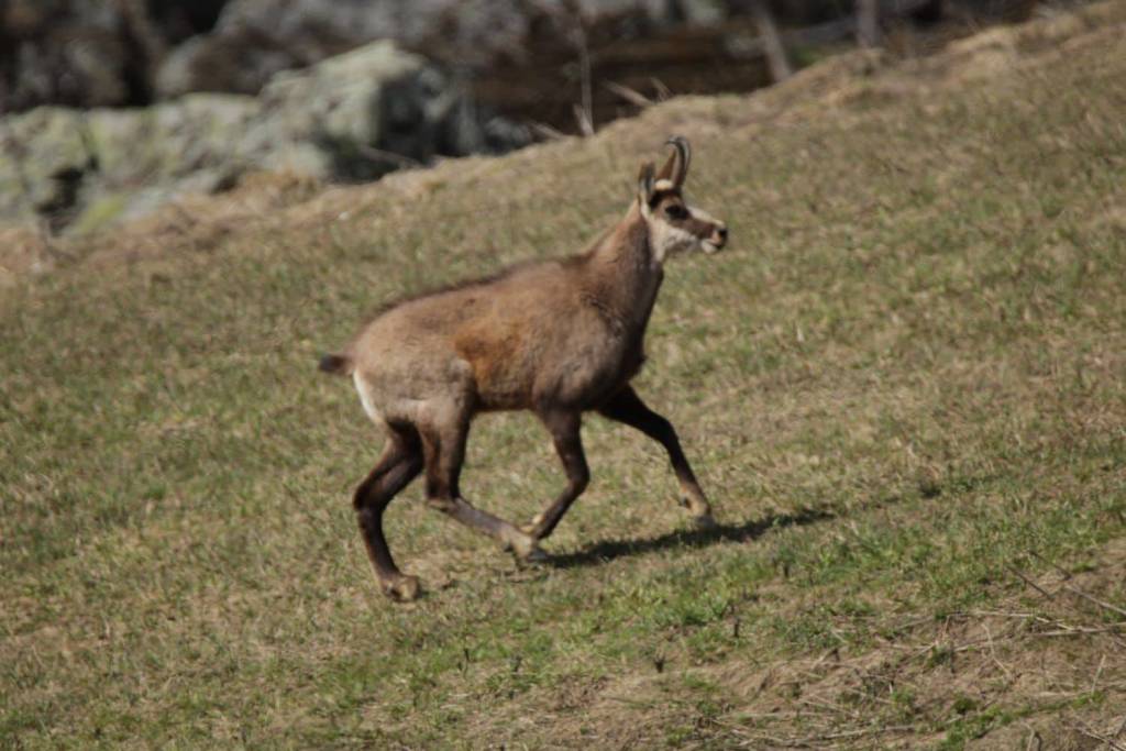 Le mandrie di animali selvatici del Luinese