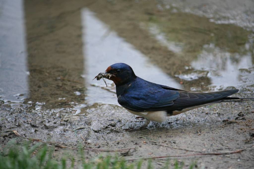 Le mandrie di animali selvatici del Luinese