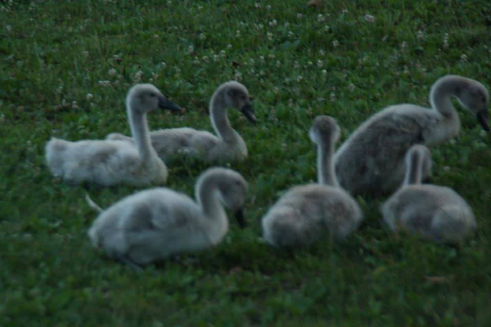 Cigni "in vacanza" a Schiranna