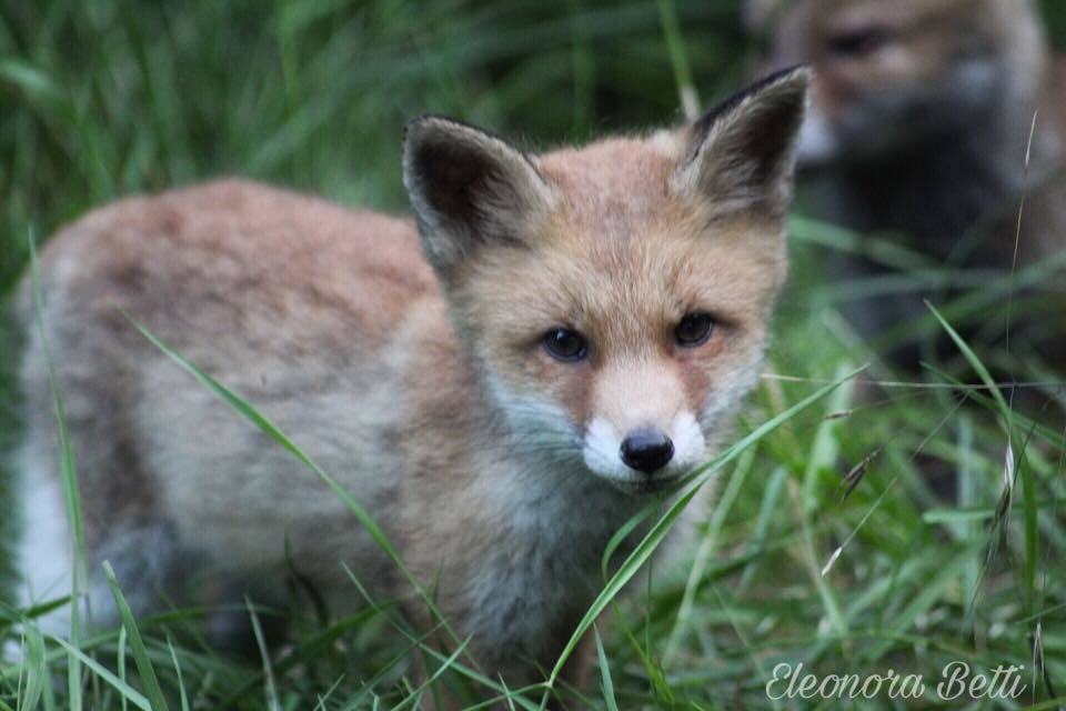 Cuccioli di volpe in Valceresio - foto di Eleonora Betti