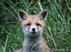 Cuccioli di volpe in Valceresio - foto di Eleonora Betti