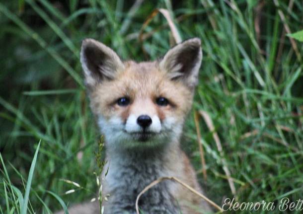 Cuccioli di volpe in Valceresio - foto di Eleonora Betti