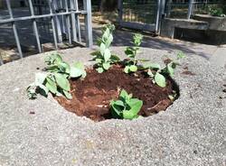 Fiori rubati dalle aiuole biblioteca Cerro Maggiore  1 