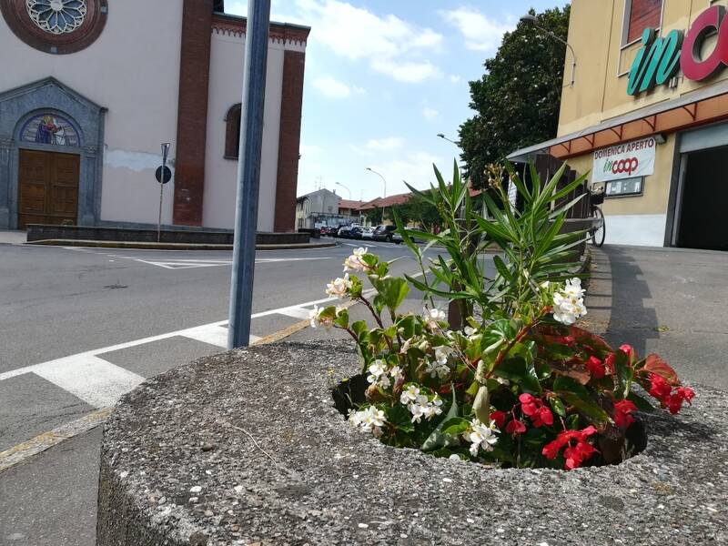 Fiori rubati dalle aiuole biblioteca Cerro Maggiore  10 