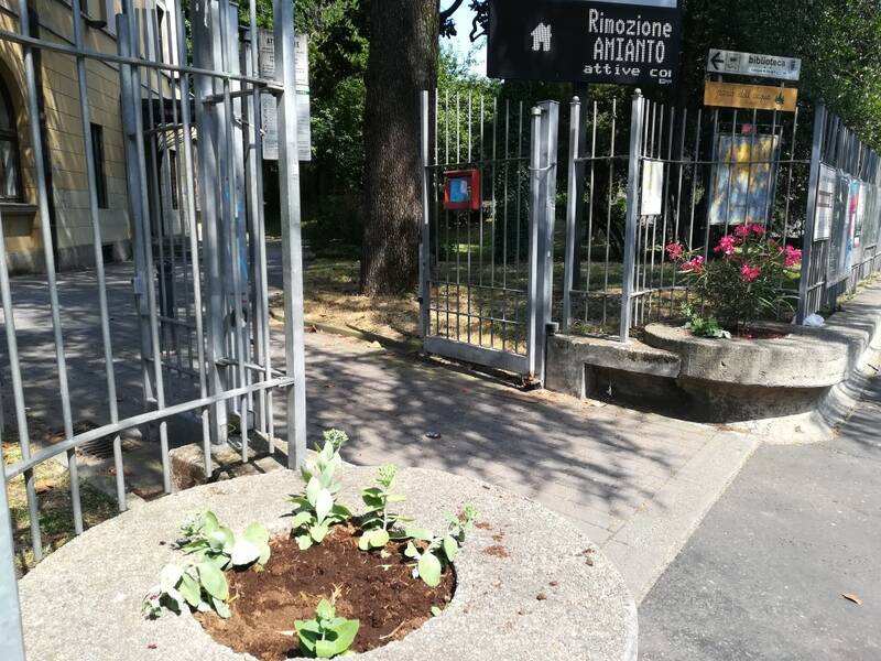 Fiori rubati dalle aiuole biblioteca Cerro Maggiore  2 