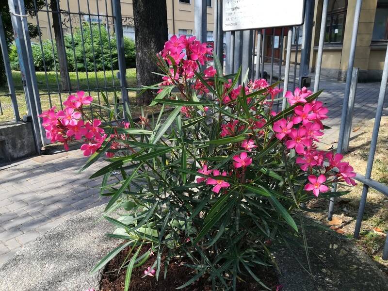 Fiori rubati dalle aiuole biblioteca Cerro Maggiore  9 