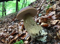 Funghi giganti in Val Vigezzo