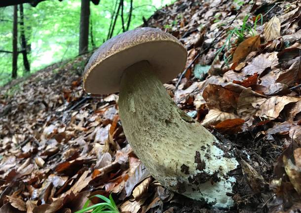 Funghi giganti in Val Vigezzo