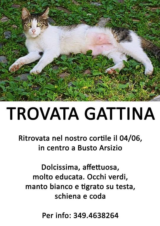 Gattina ritrovata a Busto Arsizio