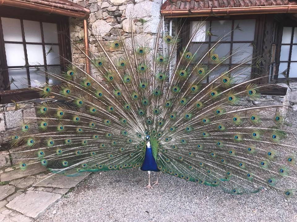 il pavone 