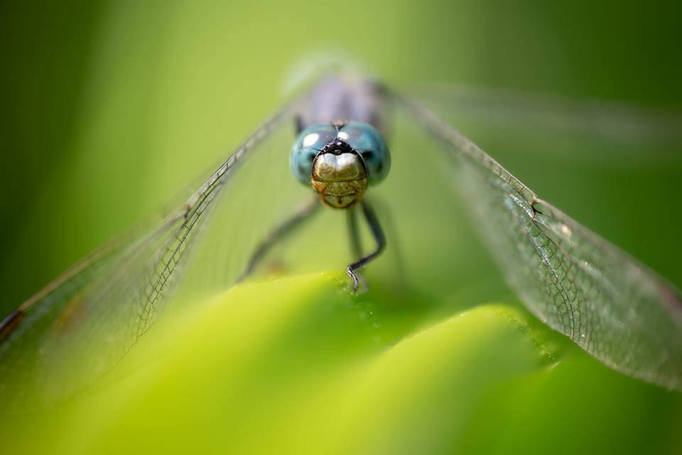 Libellula