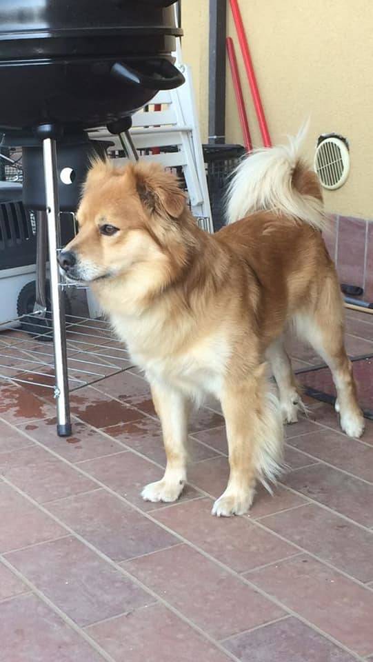 POncho e Sky