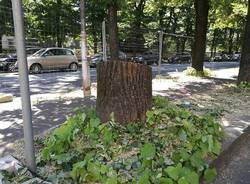 taglio piante viale duca d'aosta busto arsizio