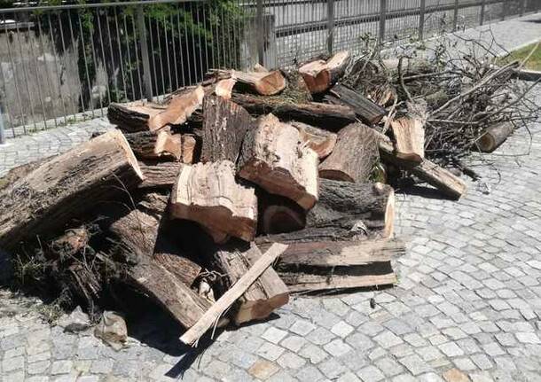 Vigili del Fuoco: albero nell’Olona ponte in via Pontida (22giugno)