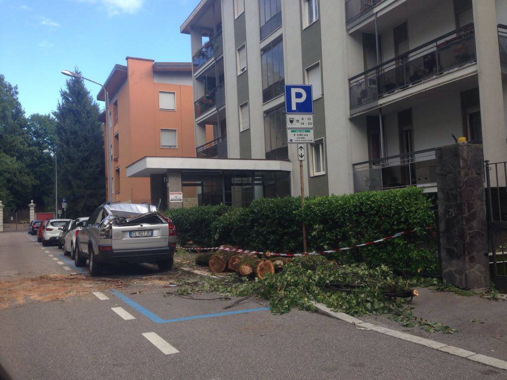 Abbattuti i pioppi di via Frattini