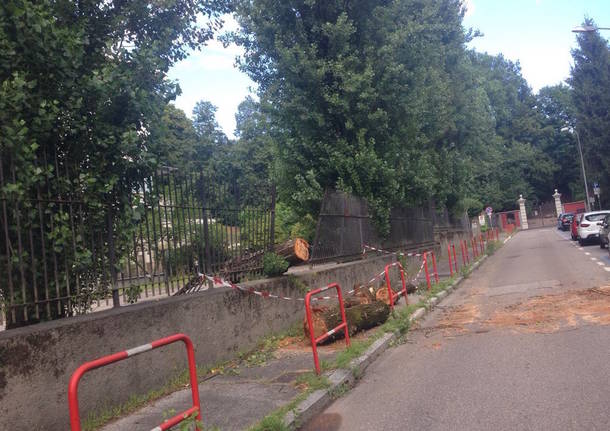 Abbattuti i pioppi di via Frattini