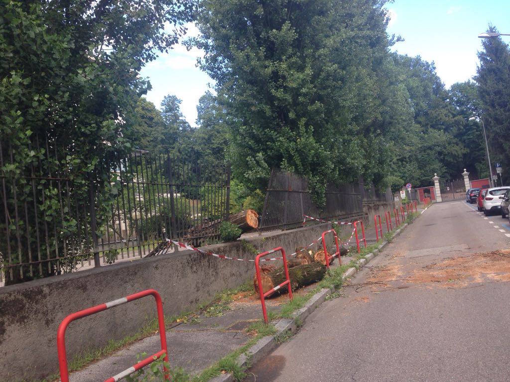 Abbattuti i pioppi di via Frattini