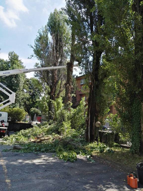 Abbattuti i pioppi di via Frattini