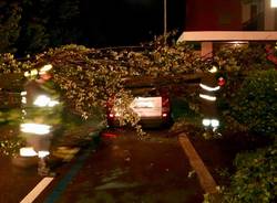 Alberto caduto per maltempo a Varese, in via  Frattini