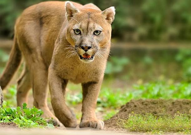 Puma o bufala? La Forestale setaccia i boschi del Parco Rto