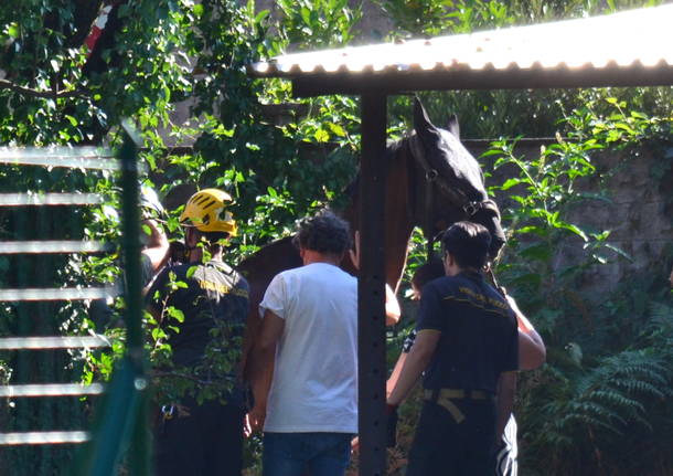 Cavallo cade in un fosso, lo salvano i pompieri