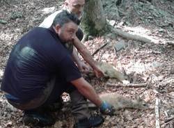 I caprioli salvati al Lago Delio