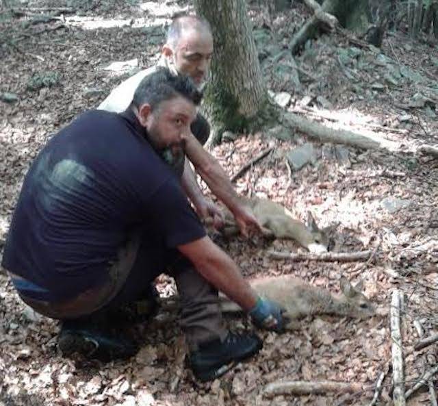 I caprioli salvati al Lago Delio