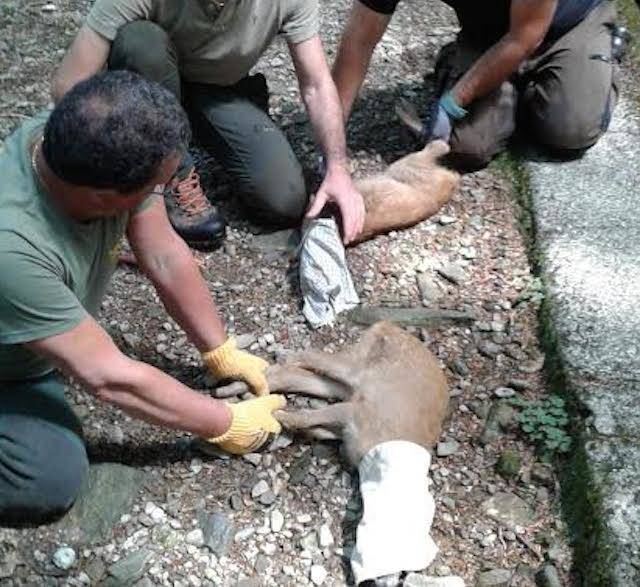 I caprioli salvati al Lago Delio