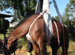 cavallo salvato vigili del fuoco