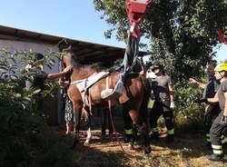 cavallo salvato vigili del fuoco