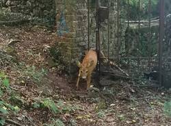 cervo incastrato in un vecchio cancello, salvato dai Vigili del Fuoco 