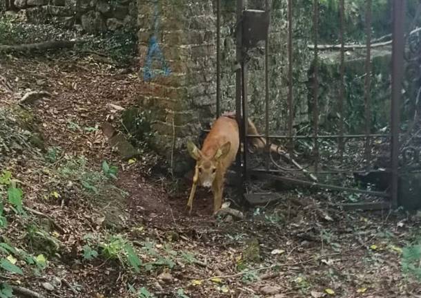 cervo incastrato in un vecchio cancello, salvato dai Vigili del Fuoco 