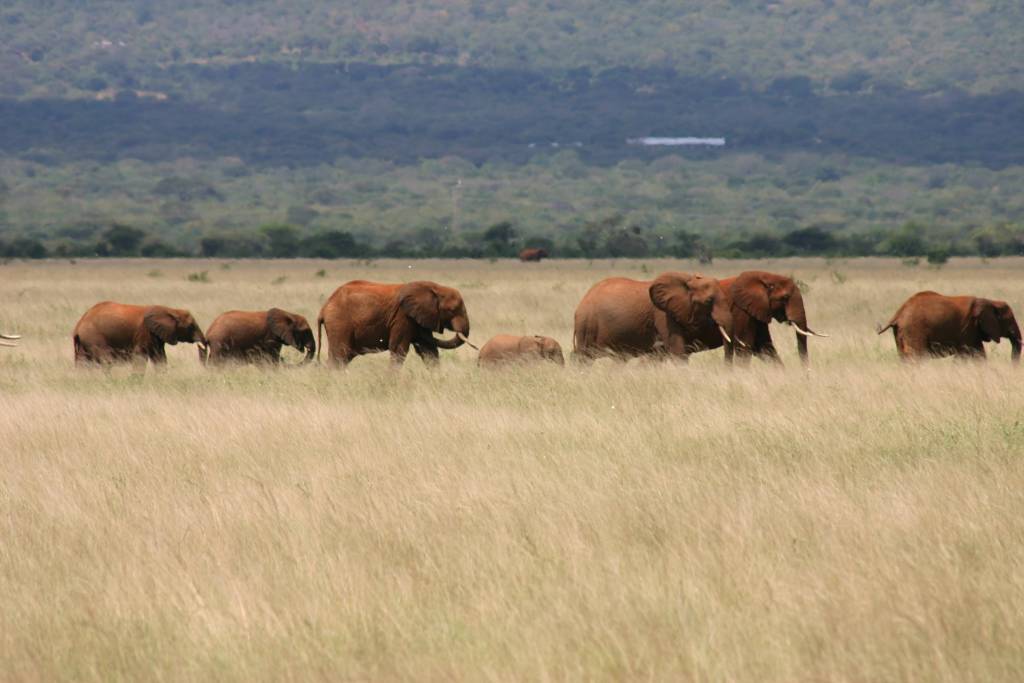 Daniel Zuma elefanti Kenya