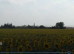 girasoli