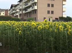 girasoli2